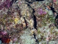 Scorpionfish