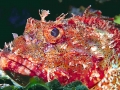 Scorpionfish