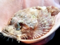 Scorpionfish