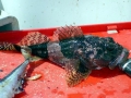 Scorpionfish