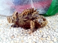 Scorpionfish
