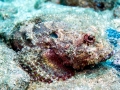 Scorpionfish
