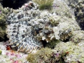 Scorpionfish