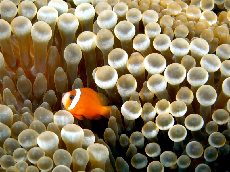 Sea Anemone