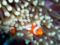 Sea Anemone