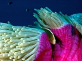 Sea Anemone