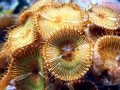Sea Anemone