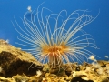 Sea Anemone