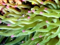 Sea Anemone