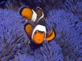 Sea Anemone