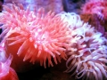 Sea Anemone