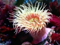 Sea Anemone