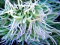 Sea Anemone