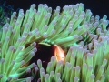 Sea Anemone