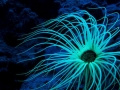 Sea Anemone