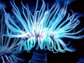 Sea Anemone