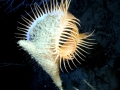 Sea Anemone