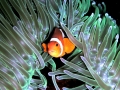 Sea Anemone