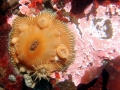 Sea Anemone