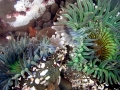 Sea Anemone