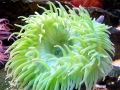 Sea Anemone