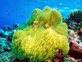 Sea Anemone