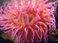 Sea Anemone