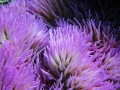 Sea Anemone