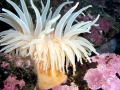 Sea Anemone