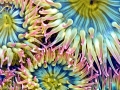 Sea Anemone