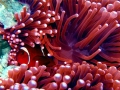 Sea Anemone