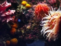 Sea Anemone