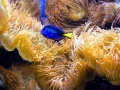 Sea Anemone