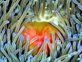 Sea Anemone