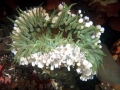 Sea Anemone