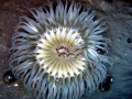 Sea Anemone