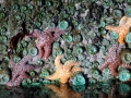 Sea Anemone