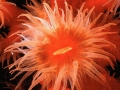 Sea Anemone