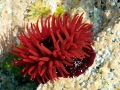 Sea Anemone