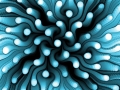 Sea Anemone