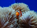 Sea Anemone