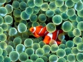 Sea Anemone