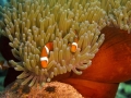 Sea Anemone