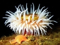 Sea Anemone