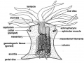 Sea Anemone