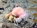 Sea Anemone