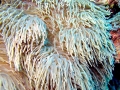 Sea Anemone