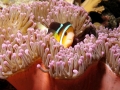 Sea Anemone
