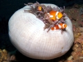 Sea Anemone