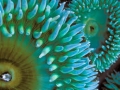 Sea Anemone